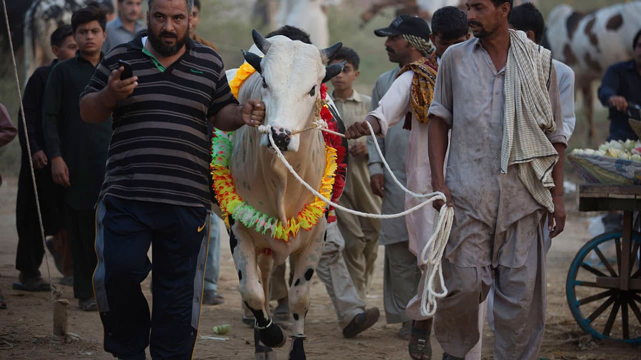 Eid al-Adha in Pakistan